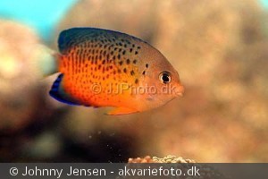Centropyge ferrugatus