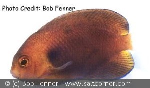 Centropyge fisheri