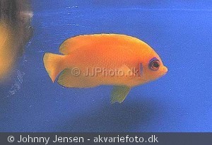 Centropyge flavissimus