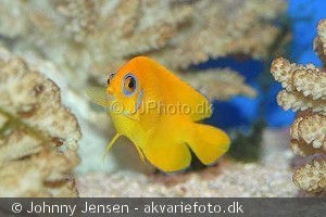 Centropyge flavissimus
