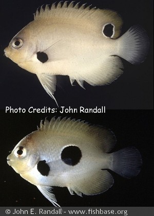 Centropyge nigriocellus