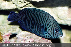 Centropyge potteri
