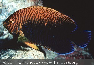 Centropyge potteri