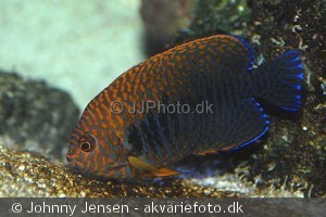 Centropyge potteri