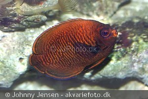 Centropyge potteri