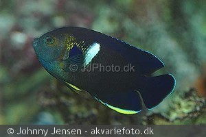 Centropyge tibicen