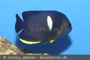 Centropyge tibicen
