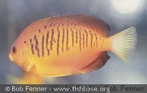 Centropyge shepardi