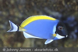 Acanthurus leucosternon