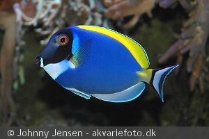 Acanthurus leucosternon