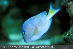 Acanthurus coeruleus